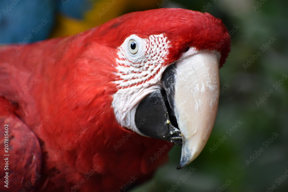 Closeup of a colorful beautiful red Green Winged Macaw in South Africa