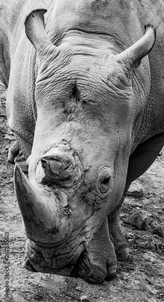 Fototapeta premium a beautiful close up portrait of a rhino in black and white 