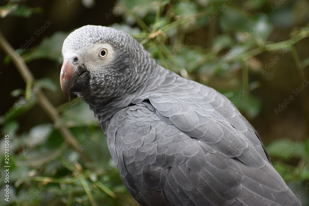 Obraz premium Portrait of an African Grey Parrot in South Africa