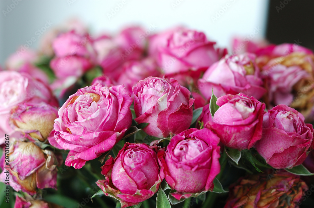 A lot of pink pion-shaped roses close-up.
A lot of pink pion-shaped roses close-up.