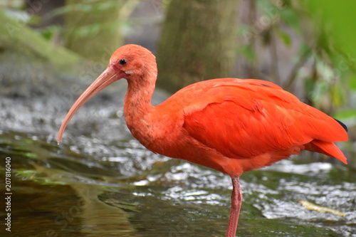 Closeup of a colorful red Scarlet Ibis in South Africa