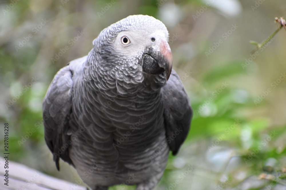 Fototapeta premium Portrait of an African Grey Parrot in South Africa