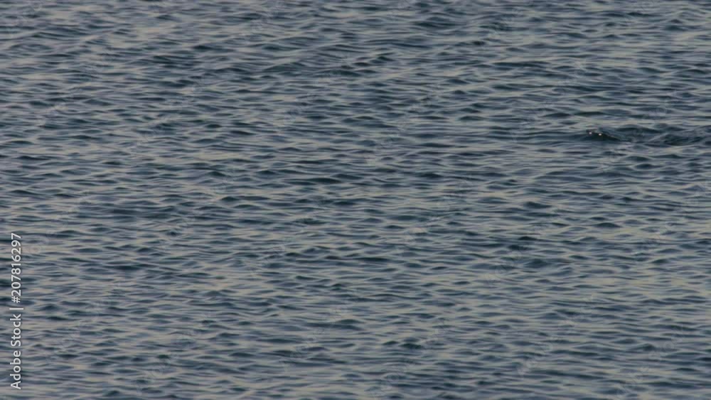 A medium shot of a dolphin swimming under the water. Camera tracks the movement of the dolphin