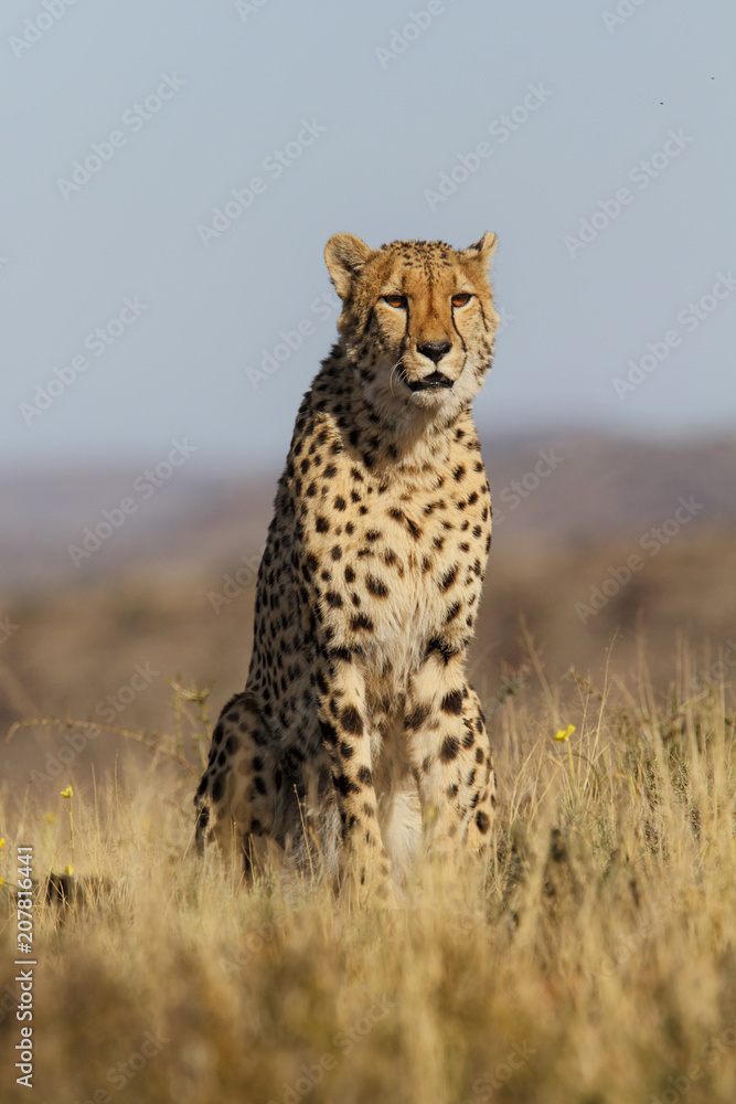Male cheetah in Tiger Canyons Game Reserve in South Africa Male cheetah in Tiger Canyons Game Reserve in South Africa
