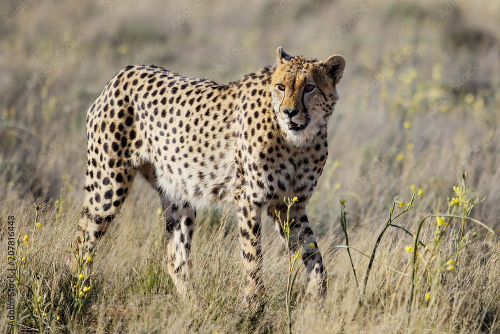 Male cheetah in Tiger Canyons Game Reserve in South Africa Male cheetah in Tiger Canyons Game Reserve in South Africa