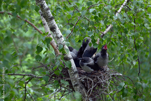 Quadro em tela The family of crows