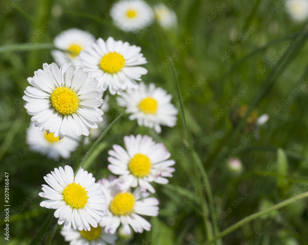 Bunch of close up perfect white yellow Daisy flowers (Bellis perennis) in green grass, selective focus, spring floral background, copy space Bunch of close up perfect white yellow Daisy flowers (Bellis perennis) in green grass, selective focus, spring floral background, copy space