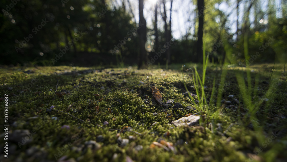 My Enchanted Wood My Enchanted Wood