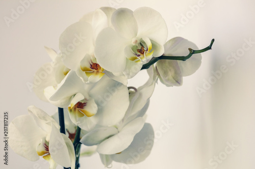 Fototapeta Naklejka Na Ścianę i Meble -  White orchids on white background with shadow