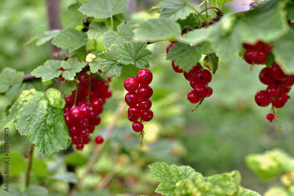 Closeup of ripe redcurrant on the branch. selective focus.