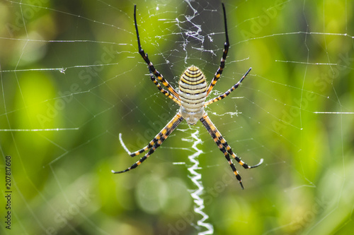 Macro argiope Spider