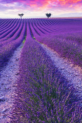 Acrylglasbilder Pflaumen Lavendelfeld bei Valensole in der Provence  © rolandbarat