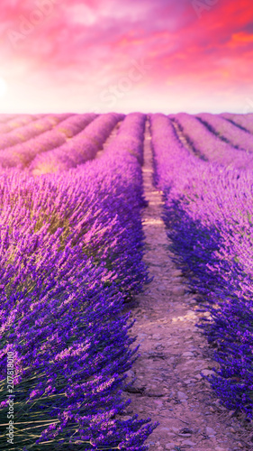 Violet lavender bushes.Beautiful colors purple lavender fields near Valensole, Provence