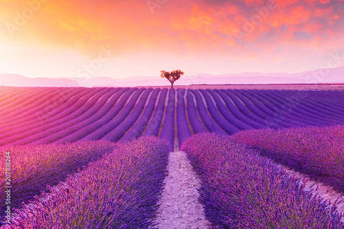Violet lavender bushes.Beautiful colors purple lavender fields near Valensole, Provence
