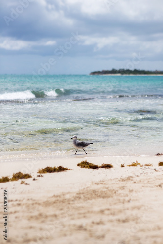A casual seagull walks on the shores of Playa del Carmen, Quintana Roo