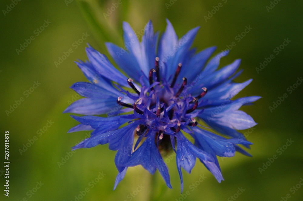 blaue Blüte blaue Blüte
