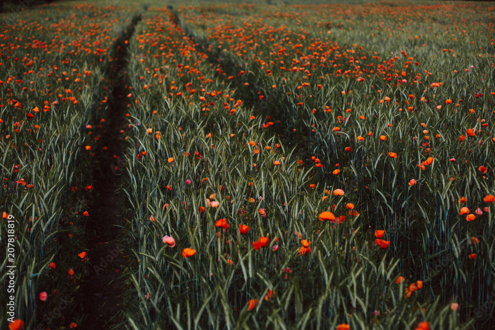 Fototapeta premium Mohnblumenfeld
