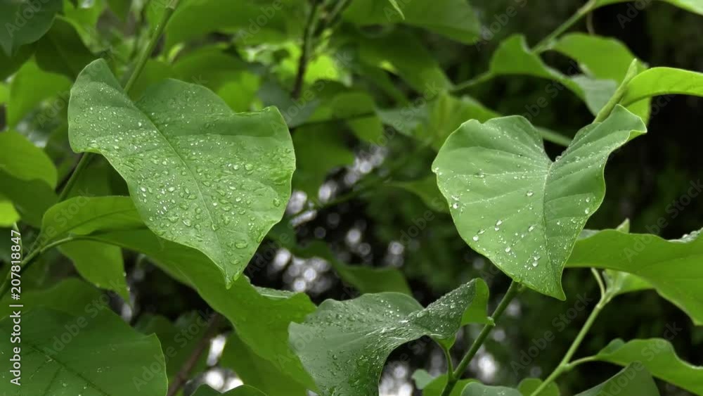 Two green leafs in a rainy and cloudy summer day Two green leafs in a rainy and cloudy summer day