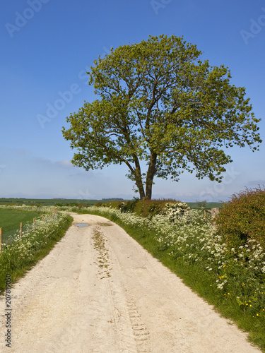 ash tree and limestone track photo