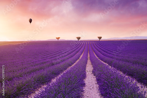 Violet  lavender bushes.Beautiful colors purple lavender fields near Valensole, Provence