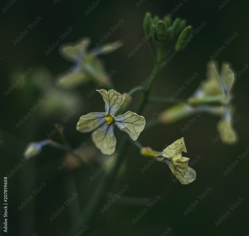 flor flor