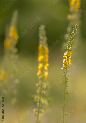 Gelbe Blumen - Kreuzkraut (Ligularia przewalskii - The Rocket) 