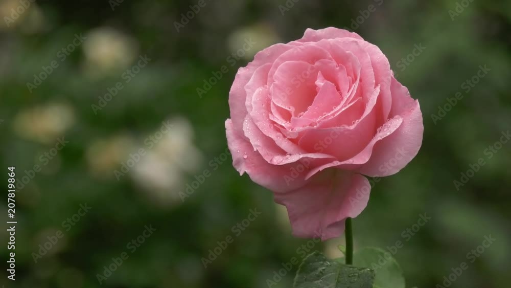 Pink rose in the morning dew with green background in a slight breeze Pink rose in the morning dew with green background in a slight breeze