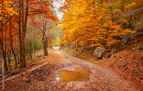 Nice autumnal scene in the forest