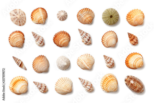 Photo Collection of small exotic shells isolated on a white background.