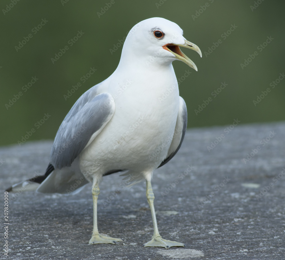 Common gull Common gull