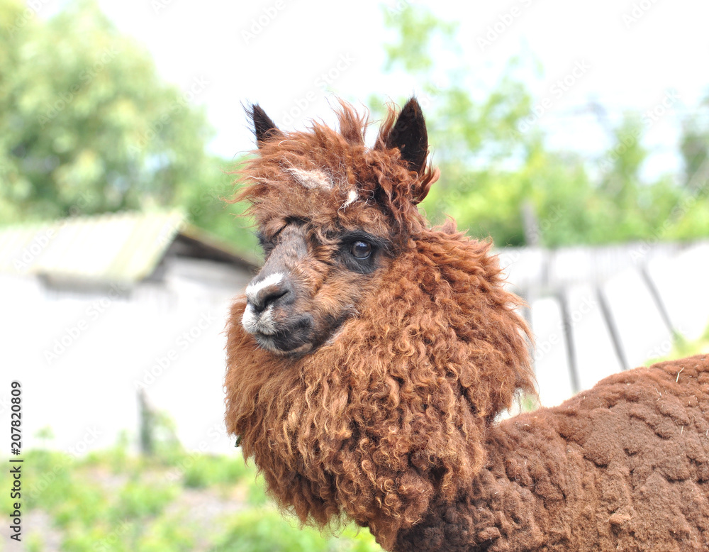 Obraz premium Lama at the zoo