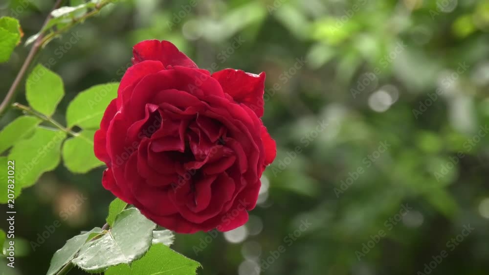 Red rose flower in a summer rainy day full of raindrops Red rose flower in a summer rainy day full of raindrops