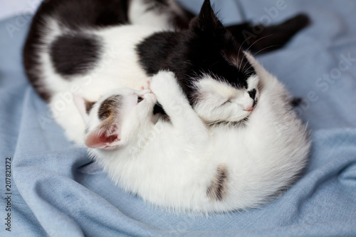 A small kitten plays with a cat mom and bites her by the ear on a gray cloth