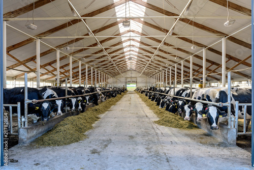 Milking cows eating in modern farm cowshed.