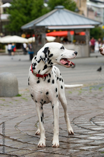 Dalmatiner in der Innenstadt © DoraZett