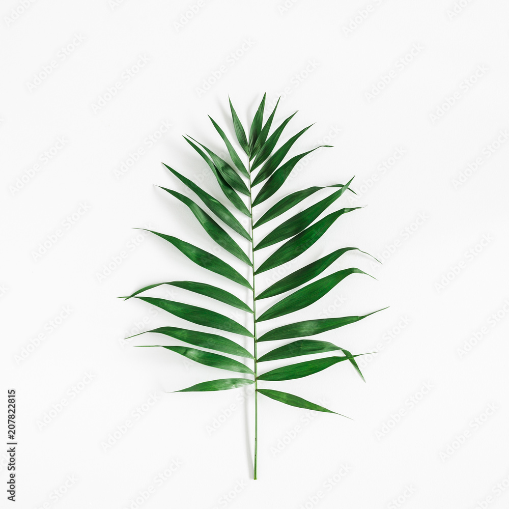 Tropical palm leaf on white background. Summer concept. Flat lay, top view, square