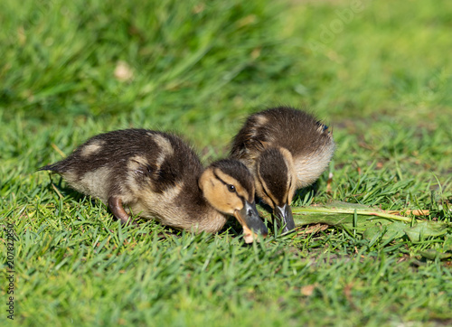 Baby duck © Florin Andrei