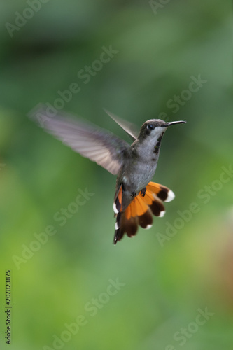Tableau sur toile Hummingbird(Trochilidae)Flying gems ecuador