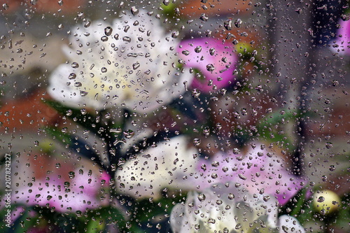 Quadro su tela Raindrops on the glass and white peonies are blurred in the background