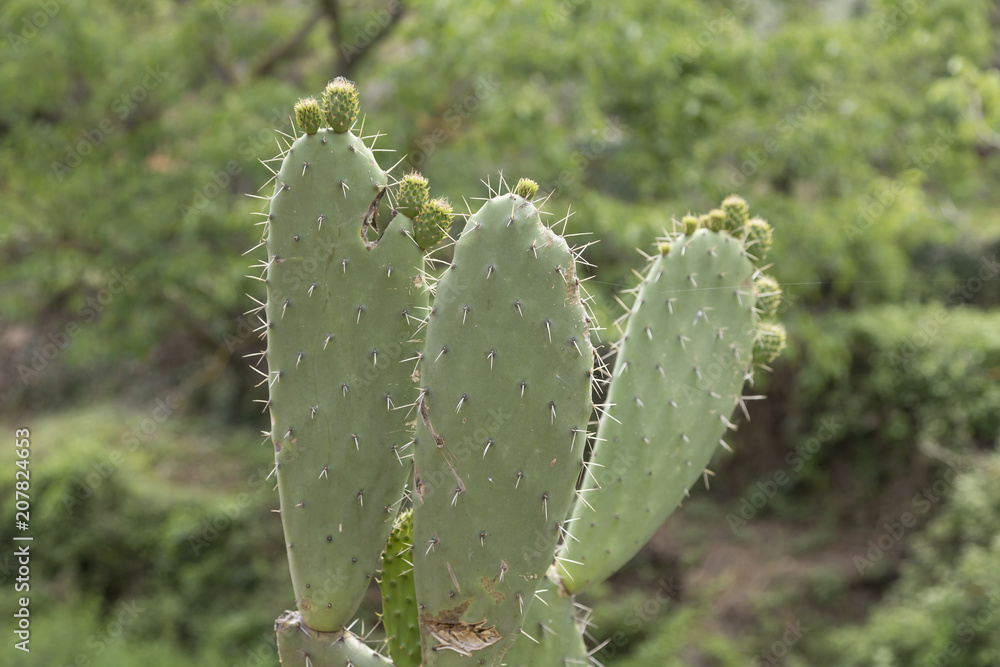 shovels of a prickly pear with developing figs shovels of a prickly pear with developing figs