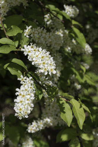 Chokecherry Tree Flowers