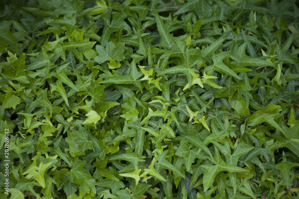 Green plant ivy-bound wall, leaf background and texture Green plant ivy-bound wall, leaf background and texture