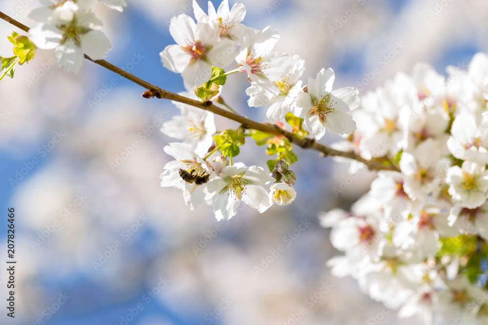 Cherryblossom in spring in the sun against a clear blue sky Cherryblossom in spring in the sun against a clear blue sky