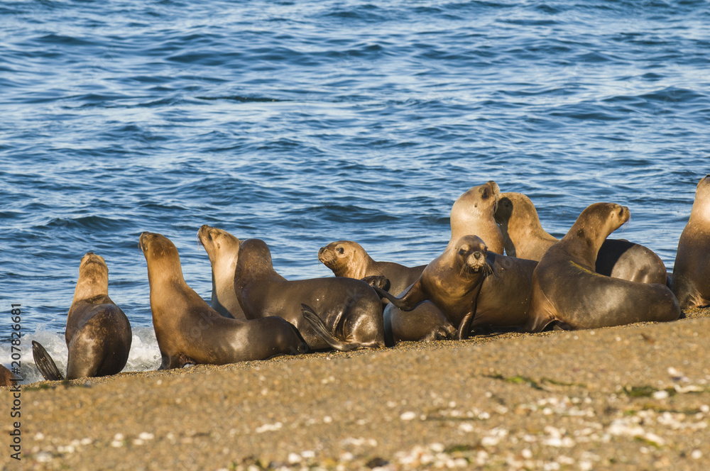 Fototapeta premium Sea lions, Patagonia , Argentina