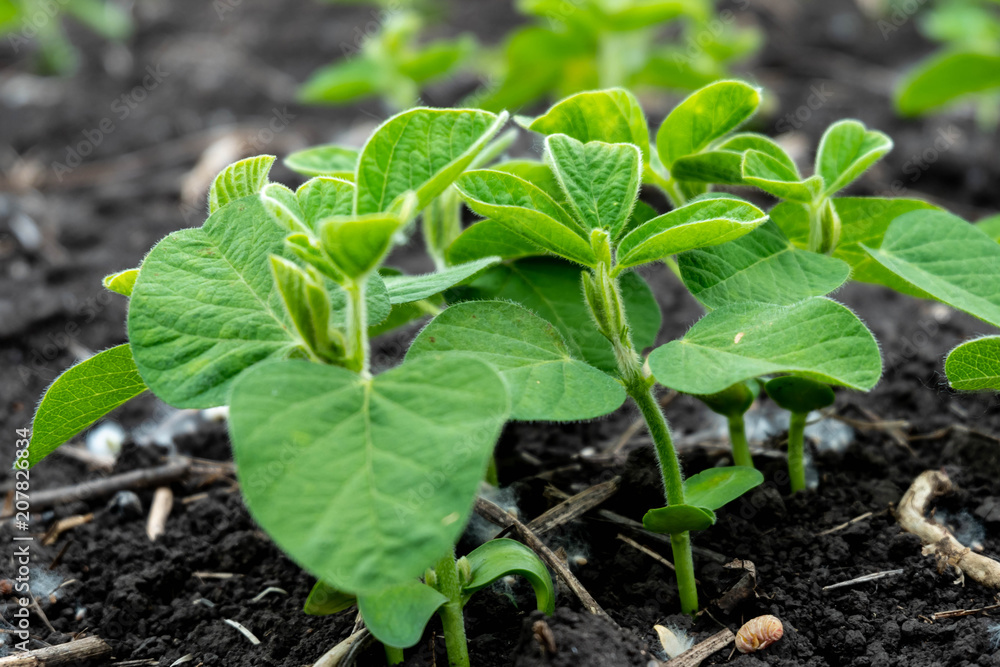 Soybean flowers on soy plant. Green growing flowering soybeans. Agricultural soy plantation background. Young soybean plants with tiny flowers on cultivated soybean field Soybean flowers on soy plant. Green growing flowering soybeans. Agricultural soy plantation background. Young soybean plants with tiny flowers on cultivated soybean field
