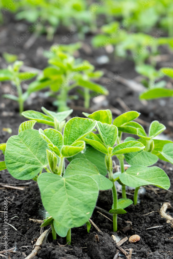 Soybean flowers on soy plant. Green growing flowering soybeans. Agricultural soy plantation background. Young soybean plants with tiny flowers on cultivated soybean field Soybean flowers on soy plant. Green growing flowering soybeans. Agricultural soy plantation background. Young soybean plants with tiny flowers on cultivated soybean field