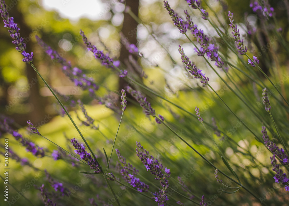 Fototapeta premium lavender