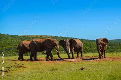 elephants drinking water in Addo park  South Africa