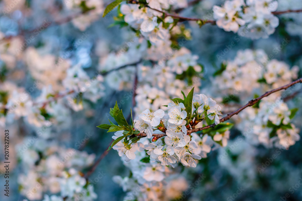 the fruit tree blooms in white under a bright sun the fruit tree blooms in white under a bright sun