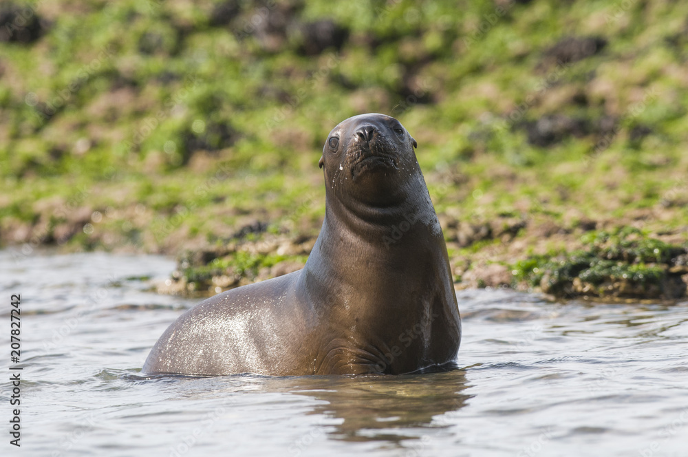 Obraz premium Mother and baby sea lion, Patagonia